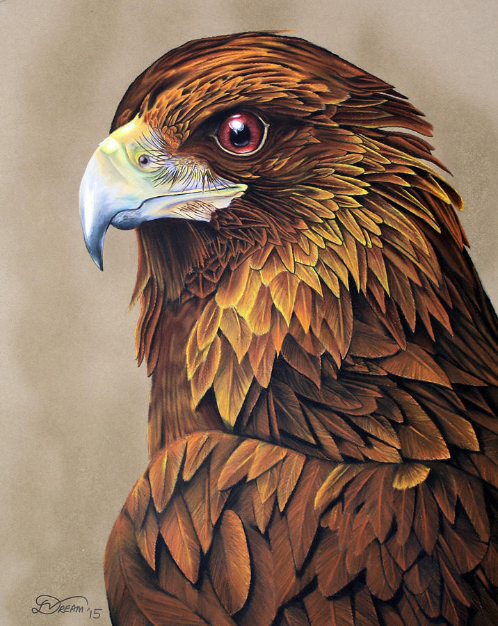 Golden Eagle Drawing by Virginia Simmons - Pixels