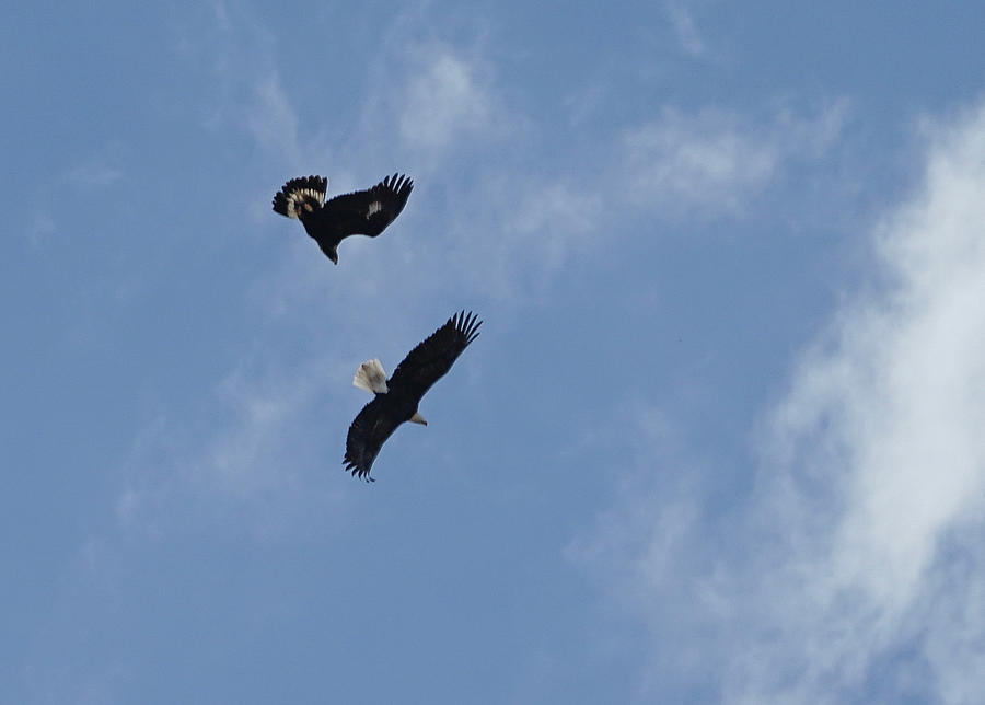 Golden Eagle Vs Bald Eagle