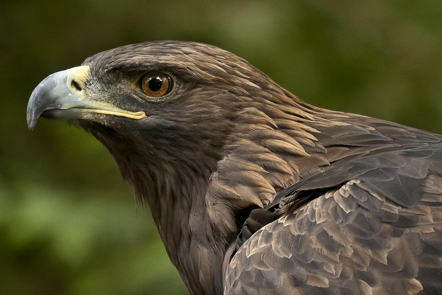 Golden Eagle Photograph by Wes and Dotty Weber