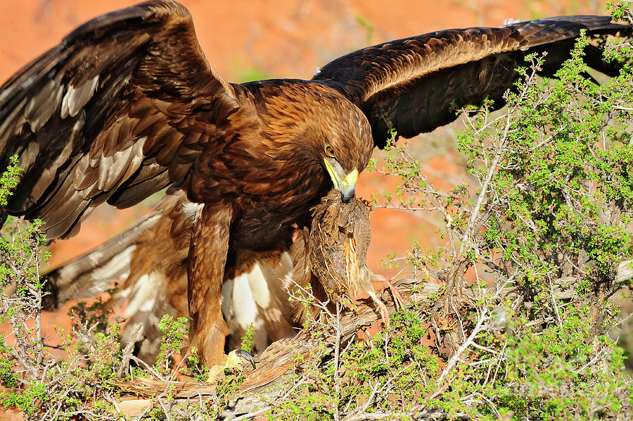 Golden Eagle with Quail Photograph by Dennis Hammer