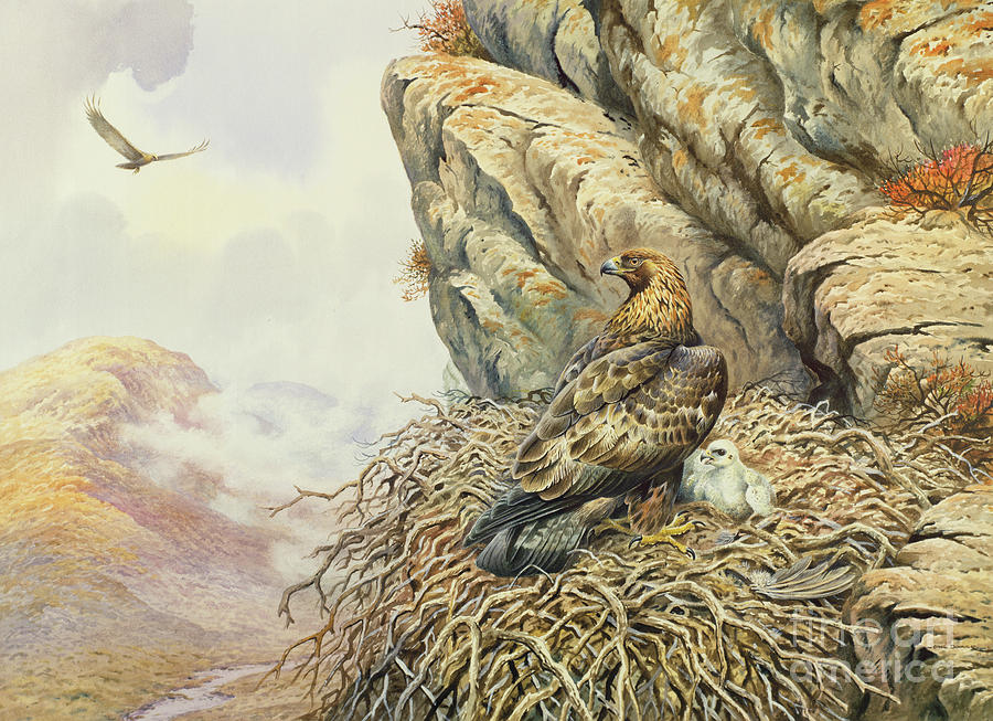 Up Movie Painting - Golden Eagles at Eyrie by Carl Donner