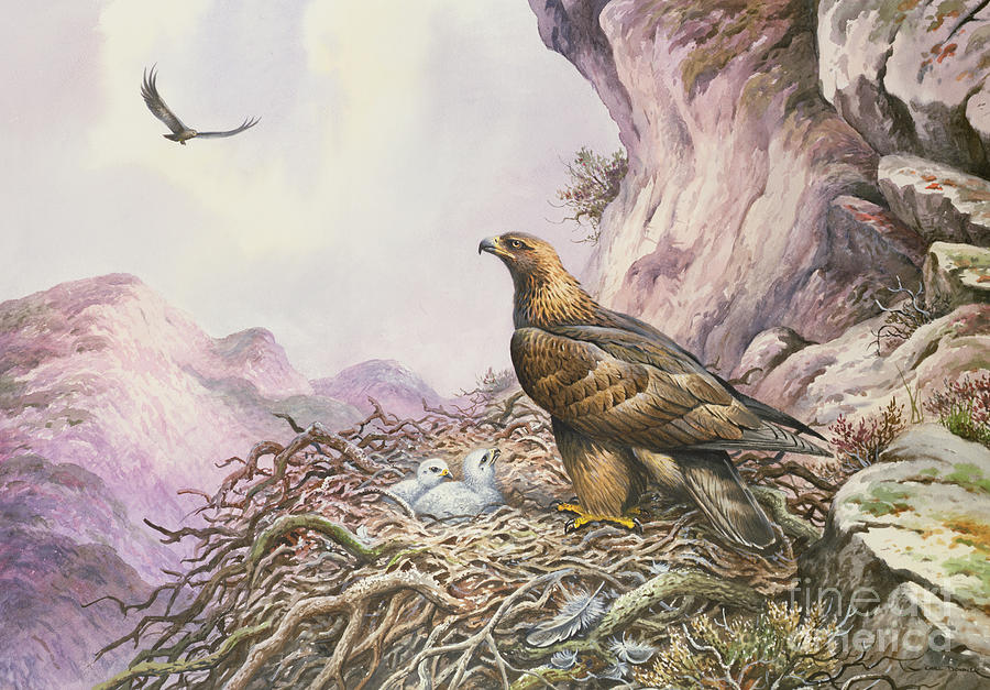 Up Movie Painting - Golden Eagles at their Eyrie by Carl Donner