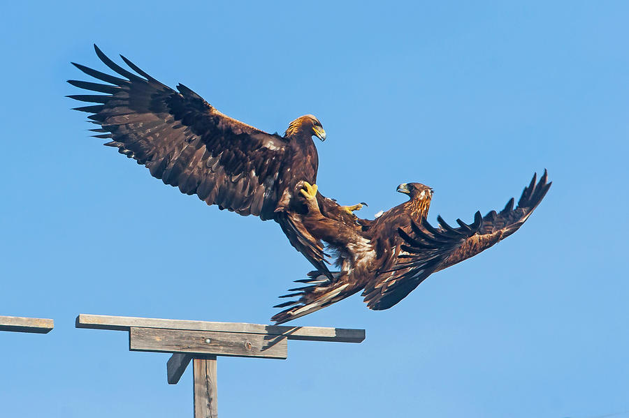 Golden Eagle Courtship Photograph by Mark Miller