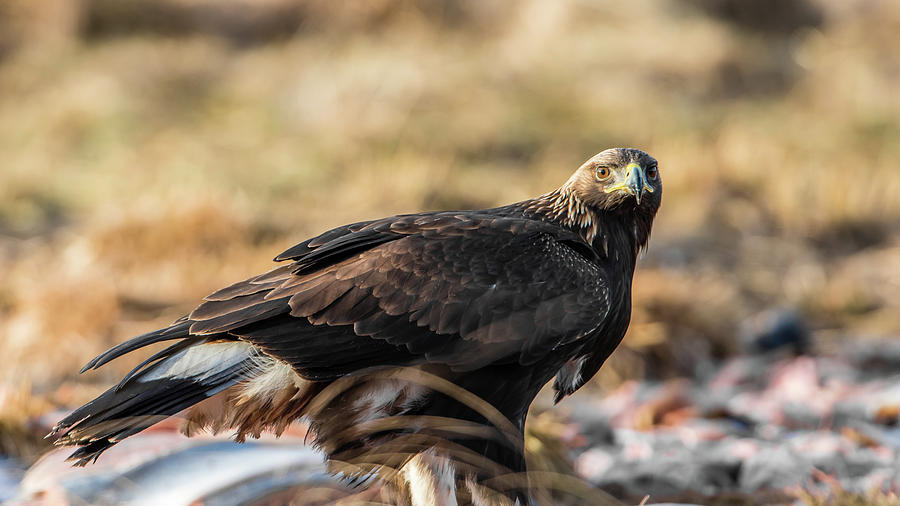 Golden Eagles Glance Photograph by Torbjorn Swenelius