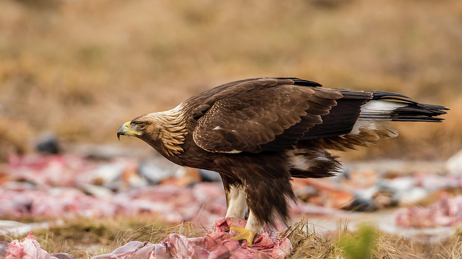 Golden Eagles Profile Photograph by Torbjorn Swenelius
