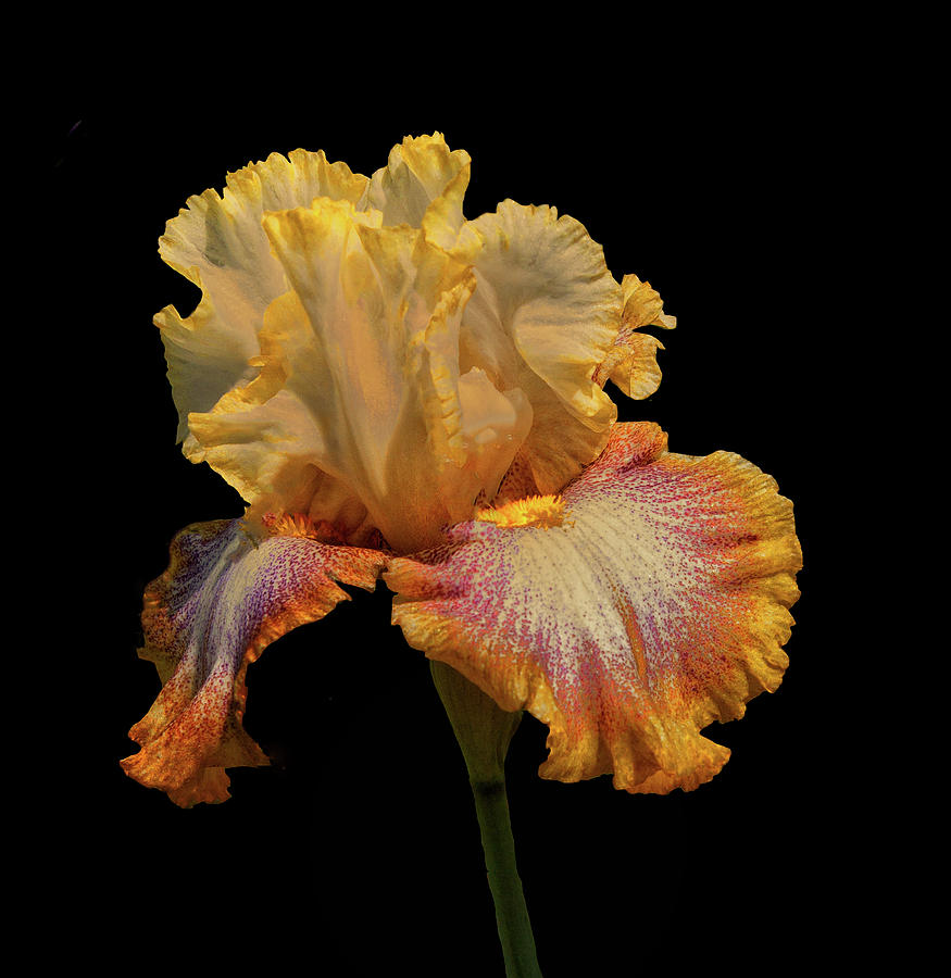 Iris Photograph - Golden Edges by Floyd Hopper