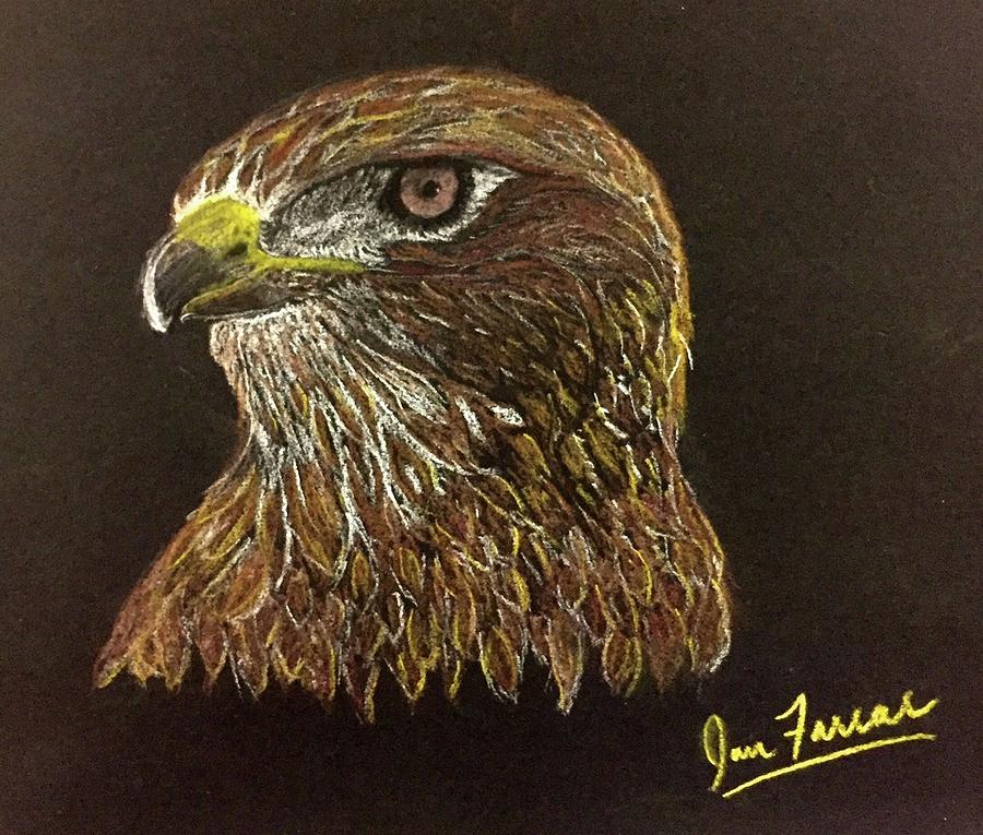 Hawk Drawing - Golden Eye by Ian Farrar