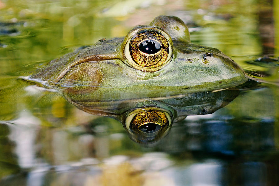 Golden eyes, frog eyes Photograph by Asbed Iskedjian
