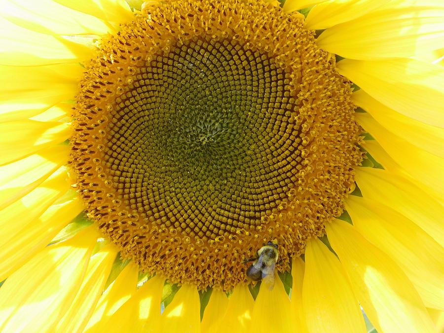 Sunflower Photograph - Golden Face of Summer by Nancy Spirakus