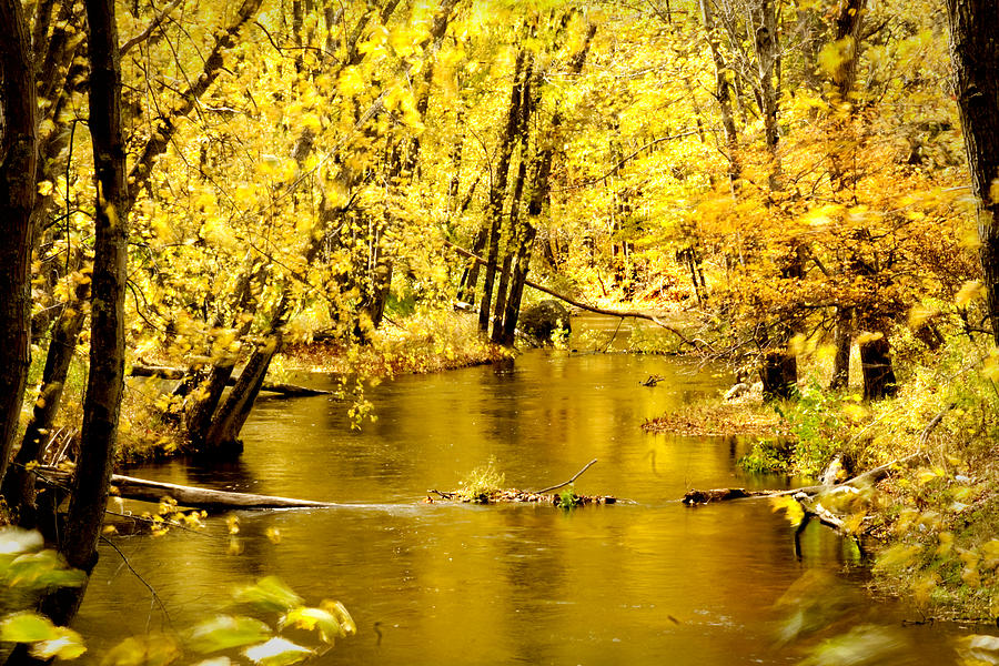 Fall Photograph - Golden Fall  by Greg Fortier