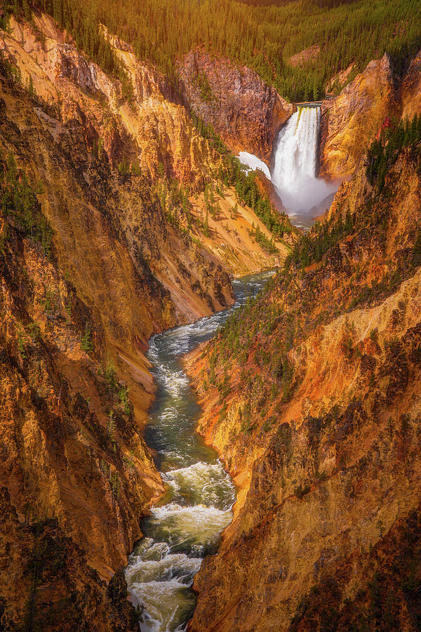 Golden Falls of Yellowstone Photograph by Darren White