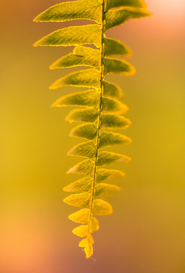 Nature Photograph - Golden Fern by Shane Holsclaw