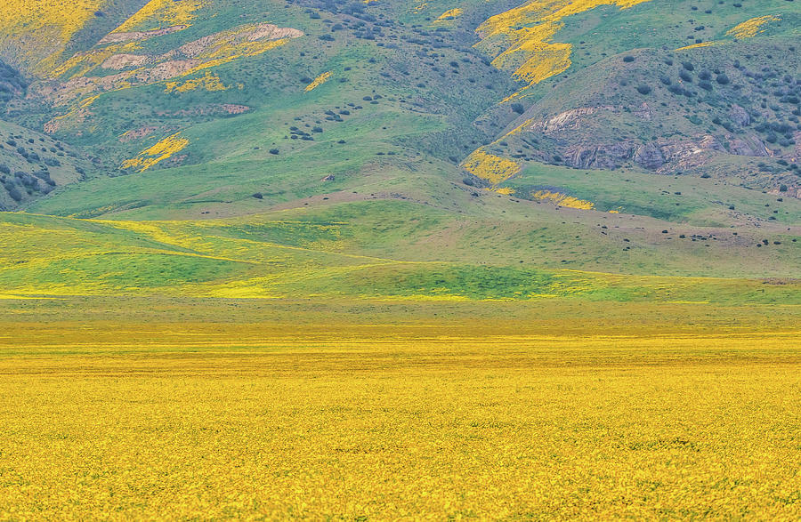 Golden Field and Caliente Range Photograph by Marc Crumpler