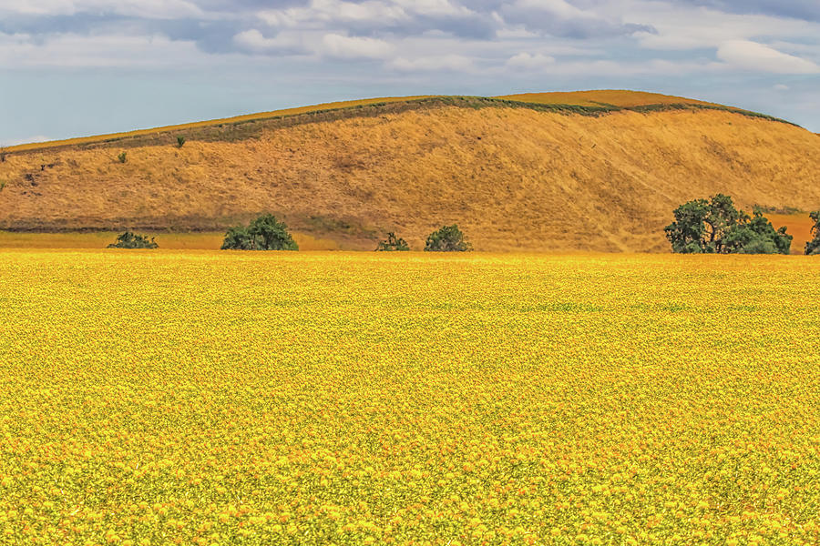 Golden Field and Hill Photograph by Marc Crumpler