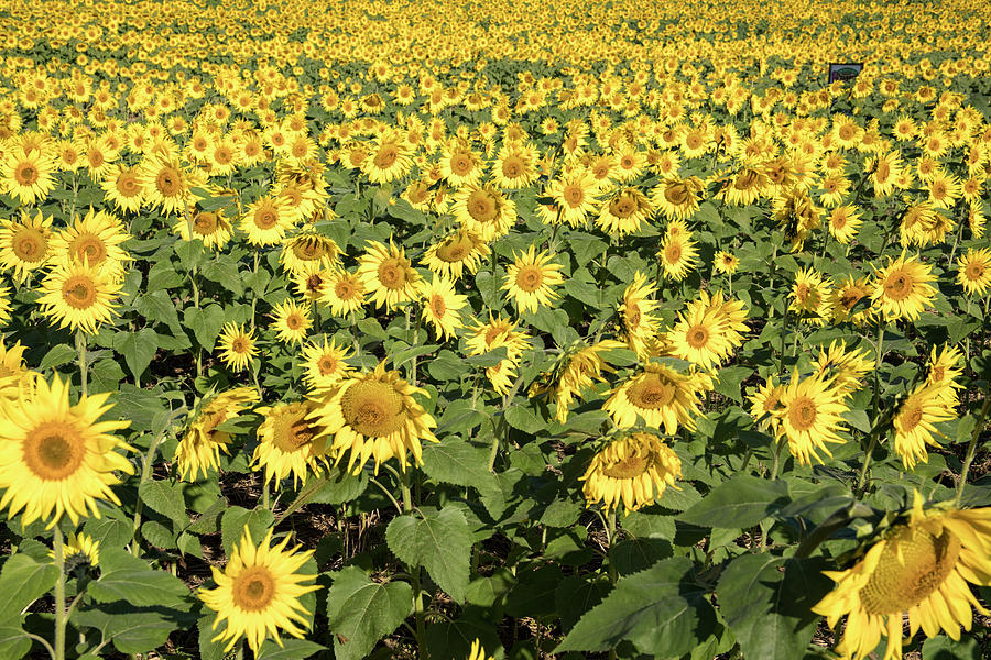 Golden field of sunflower blooms Photograph by Karen Foley