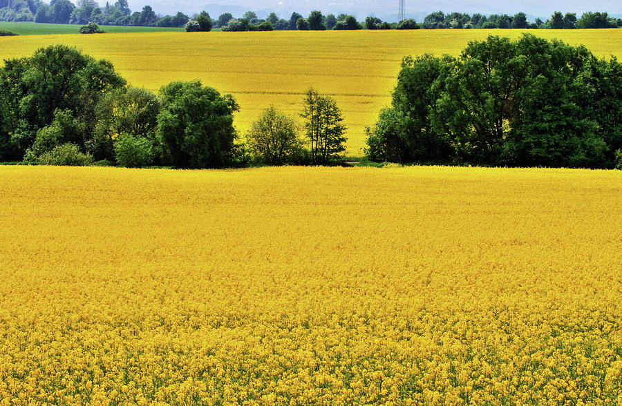 Golden Fields Photograph by Daniel Koglin