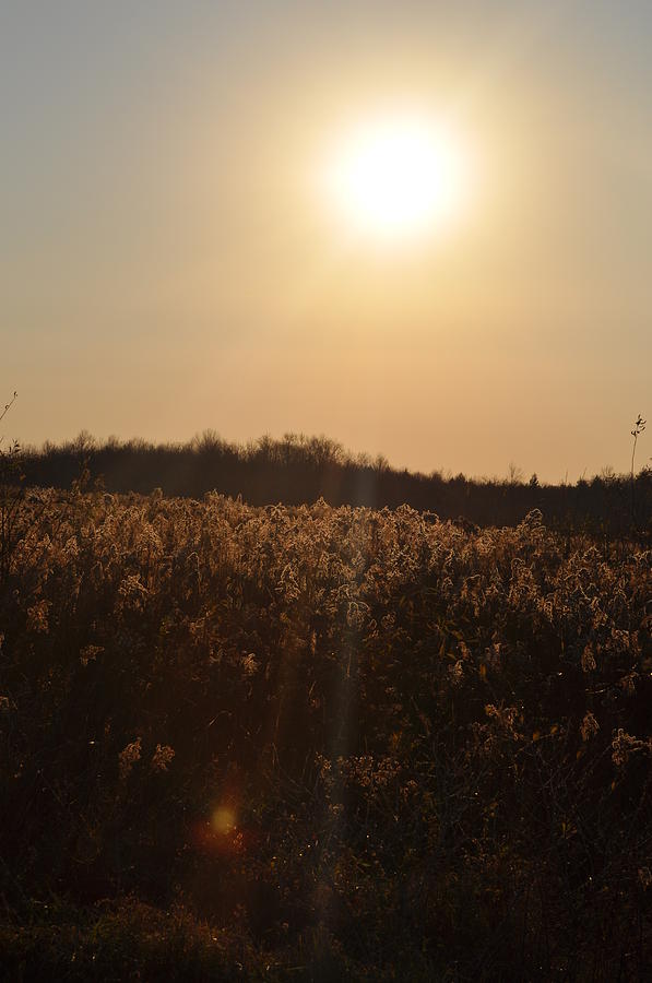 Golden Fields Photograph by Mallory Jarosz Golden Fields Photograph by Mallory Jarosz