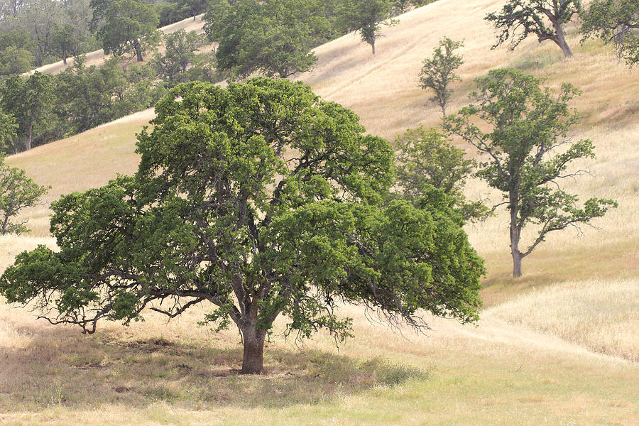 Golden Fields of Oak Photograph by Lori Mellen-Pagliaro