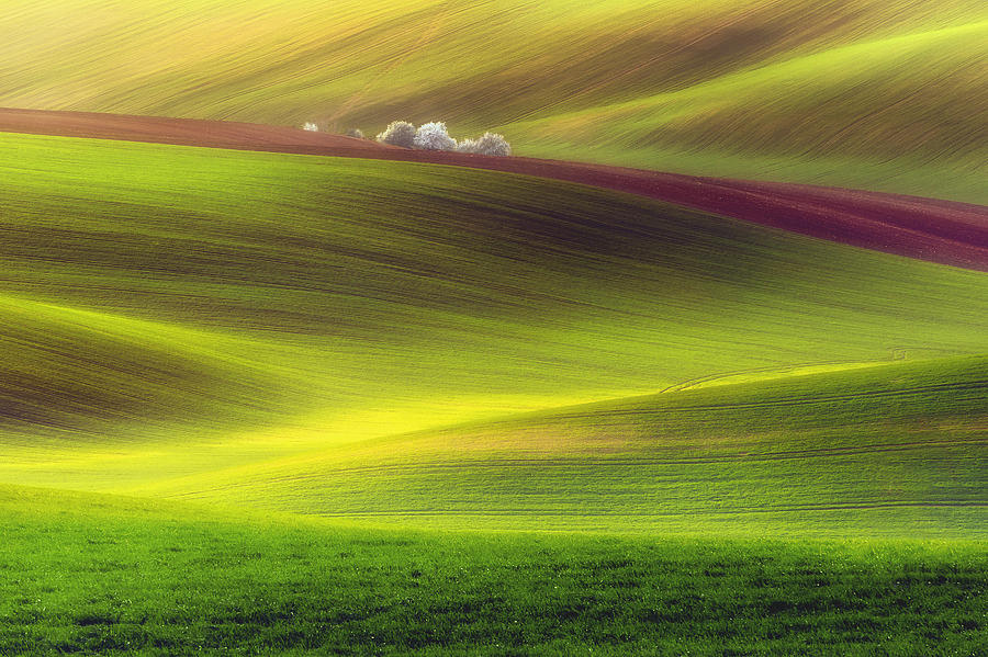 Golden Fields Photograph by Piotr Krol (bax)