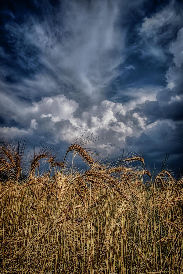 Summer Photograph - Golden fields by Plamen Petkov