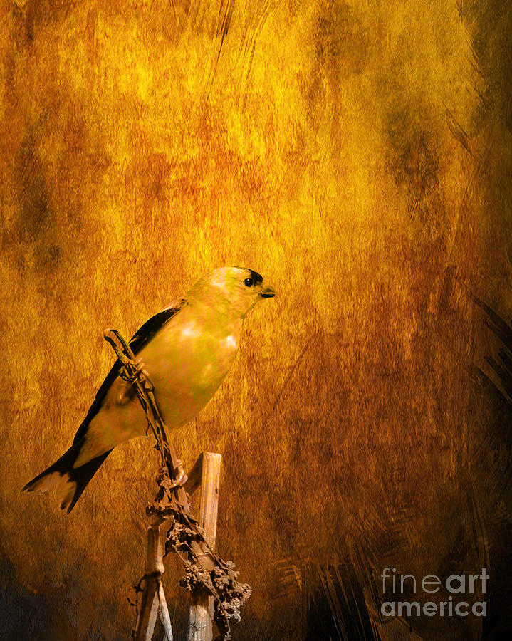 Golden Finch Photograph by Wingsdomain Art and Photography