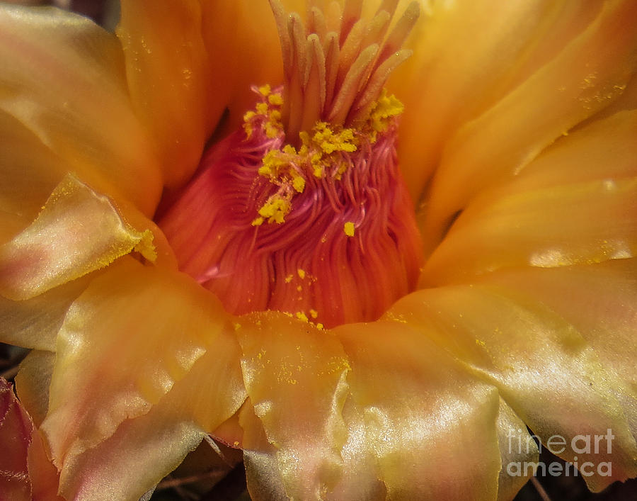 Golden Flower 1 Photograph by Christy Garavetto