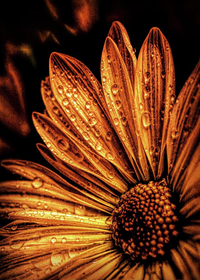 Golden Flower Photograph by Lilia D