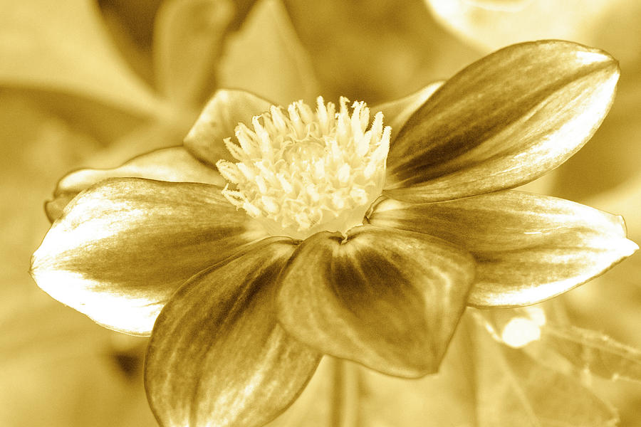 Golden Flower Photograph by Sean Davey