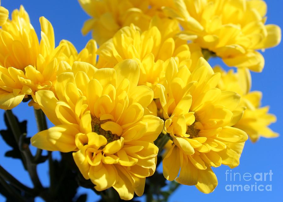 Golden Flowers Photograph by Mesa Teresita - Fine Art America