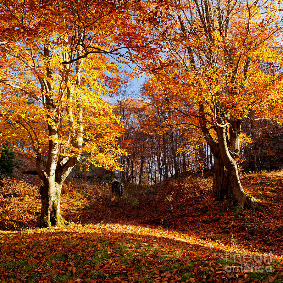Tree Photograph - Golden forest by Ciprian Dumitrescu
