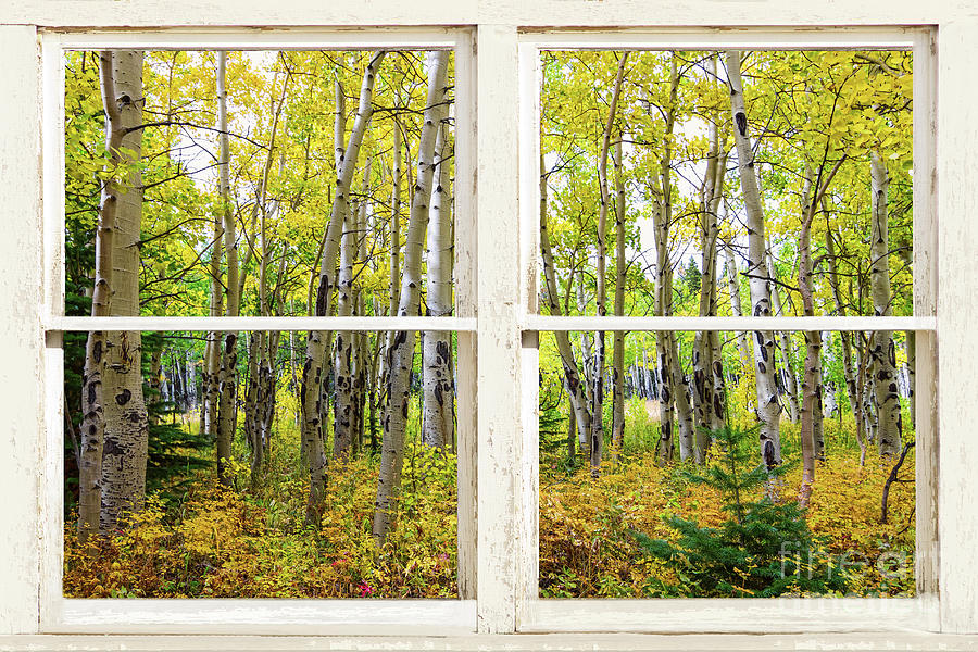 Golden Forest Rustic White Window View Photograph