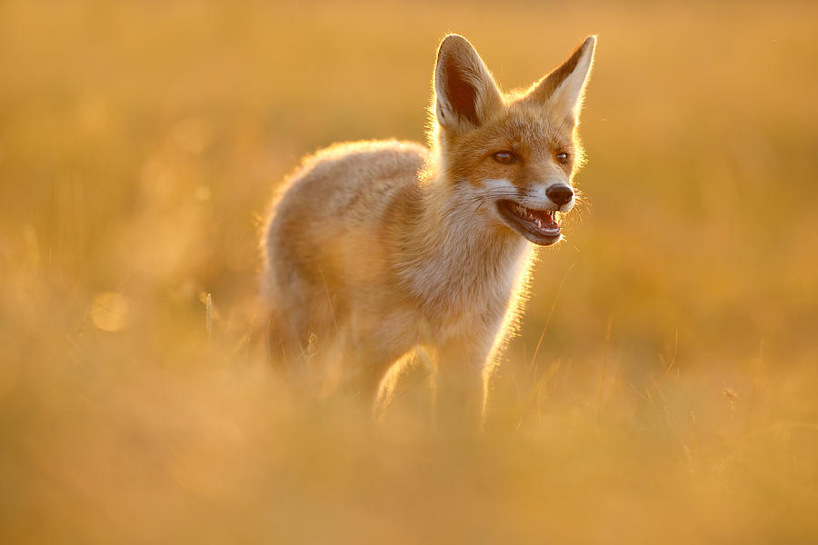 Golden Fox - Backlit Juvenile Red Fox on a Summer Day Photograph by  Roeselien Raimond - Pixels