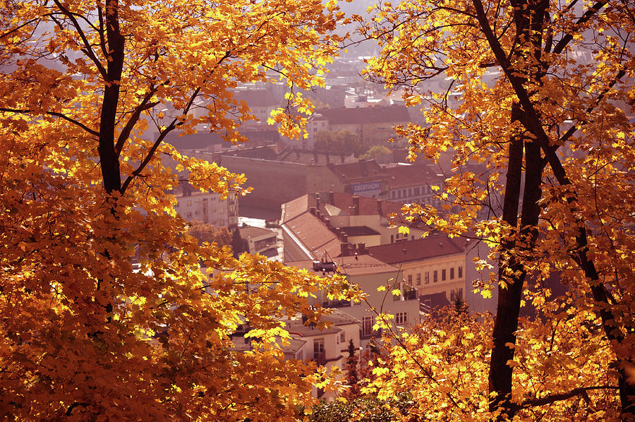Golden Frame of Autumn Photograph by Jenny Rainbow