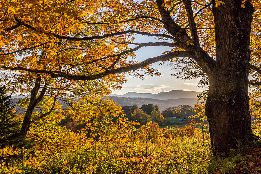 Vermont Framed in Gold Photograph by Tim Kirchoff