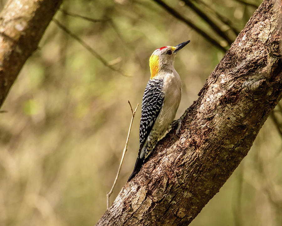 Golden-fronted Male Woodpecker at Bentsen-Rio Grande State Park  Photograph by Debra Martz