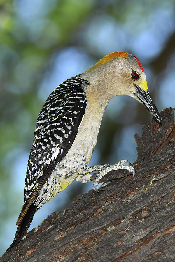 Golden-fronted Woodpecker Photograph by Alan Lenk