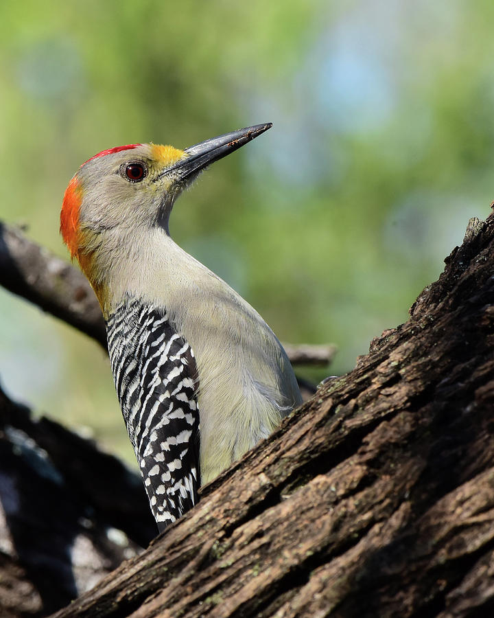 Golden fronted woodpecker Photograph by Dwight Eddington - Fine Art America