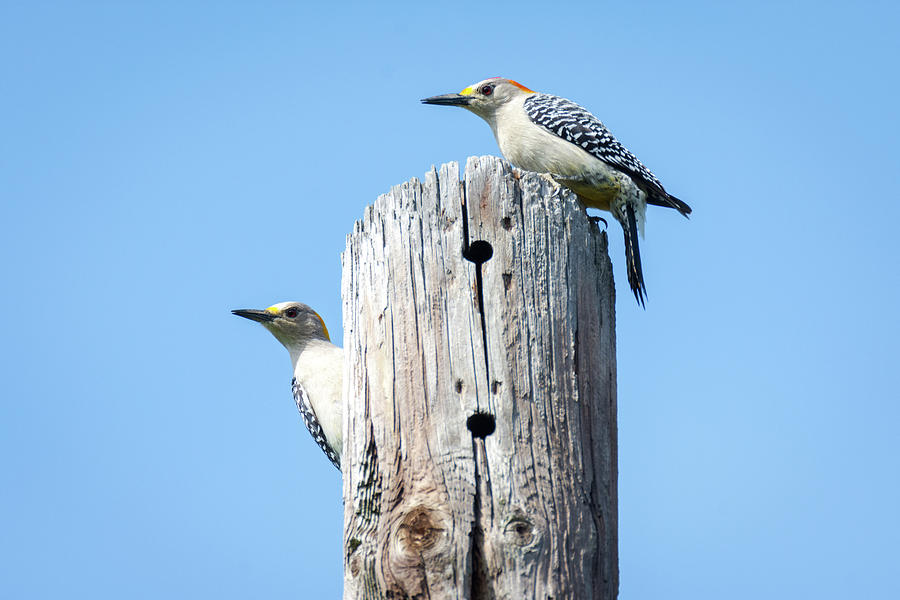 Golden-fronted Woodpecker Pair  Photograph by Debra Martz