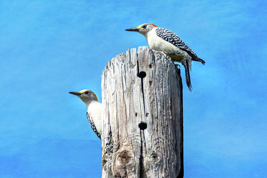 Golden-fronted Woodpecker Pair - Textured Background Photograph by Debra Martz