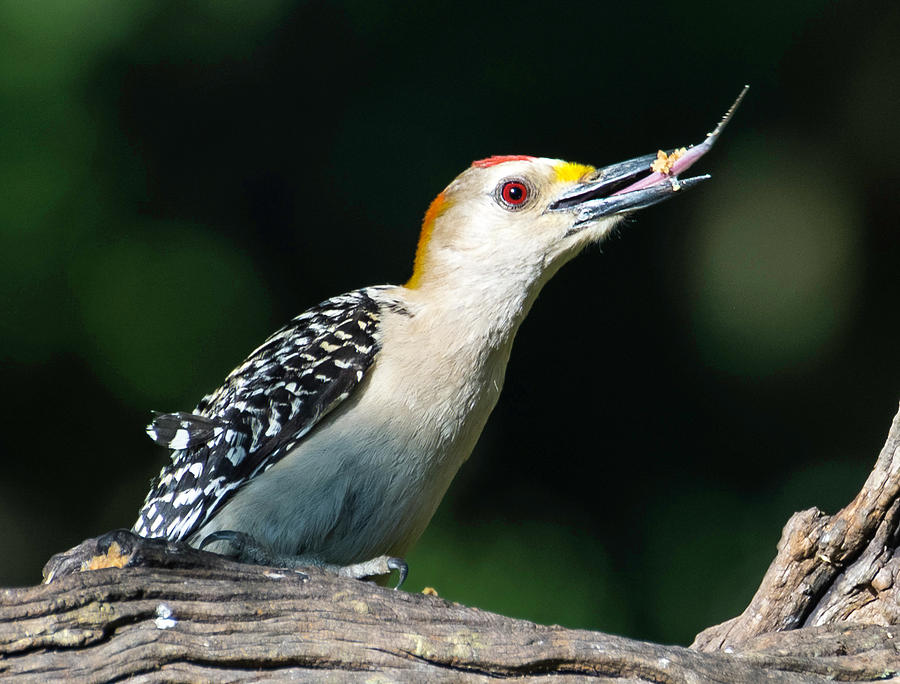 Golden Fronted Woodpecker Photograph by Peggy Blackwell