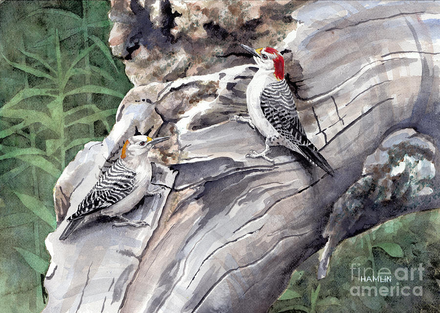 Wildlife Painting - Golden-fronted Woodpeckers by Steve Hamlin