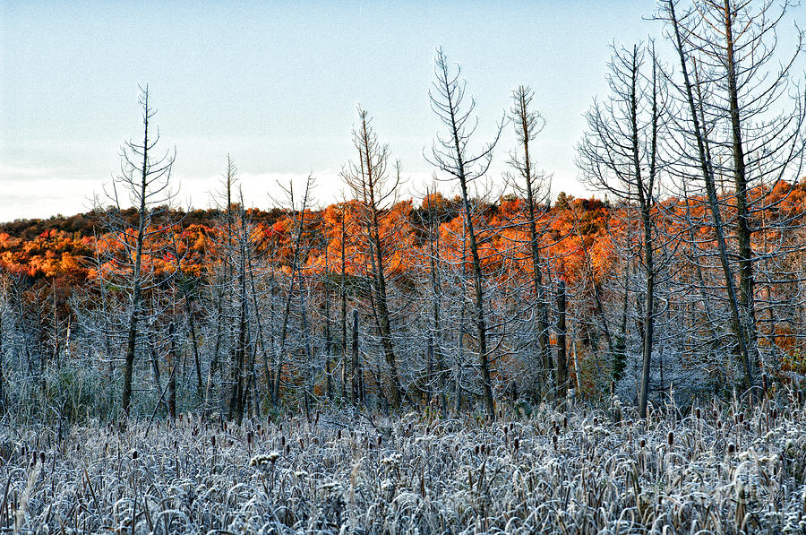 Golden Frost Photograph by Doug Gibbons