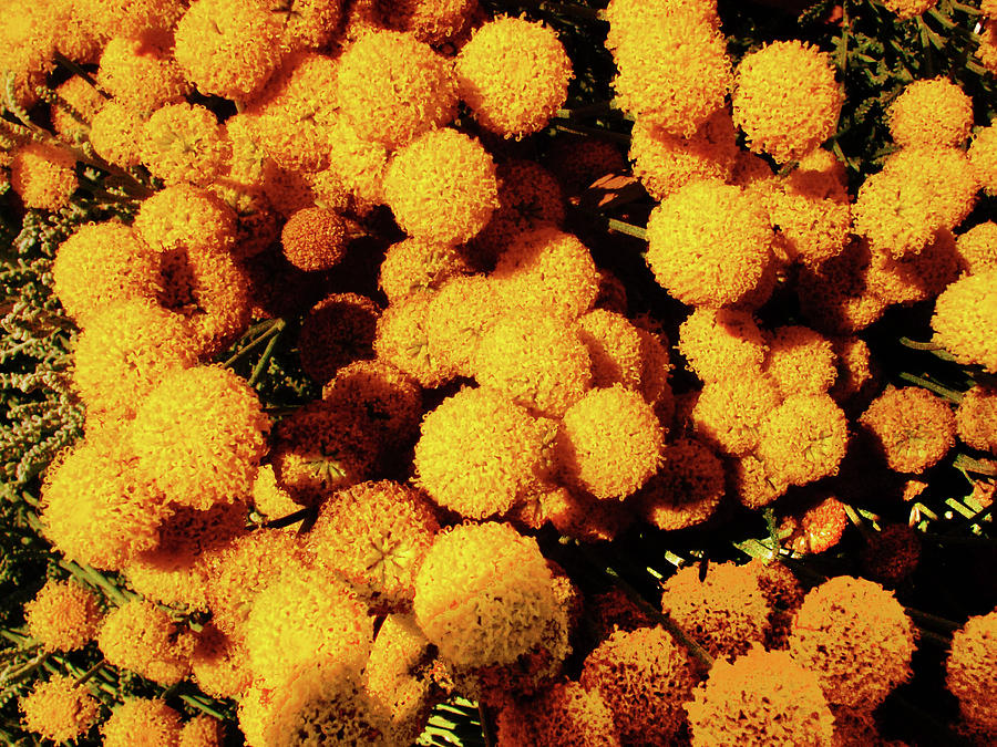 Golden Fuzzballs Photograph by Mark Blauhoefer