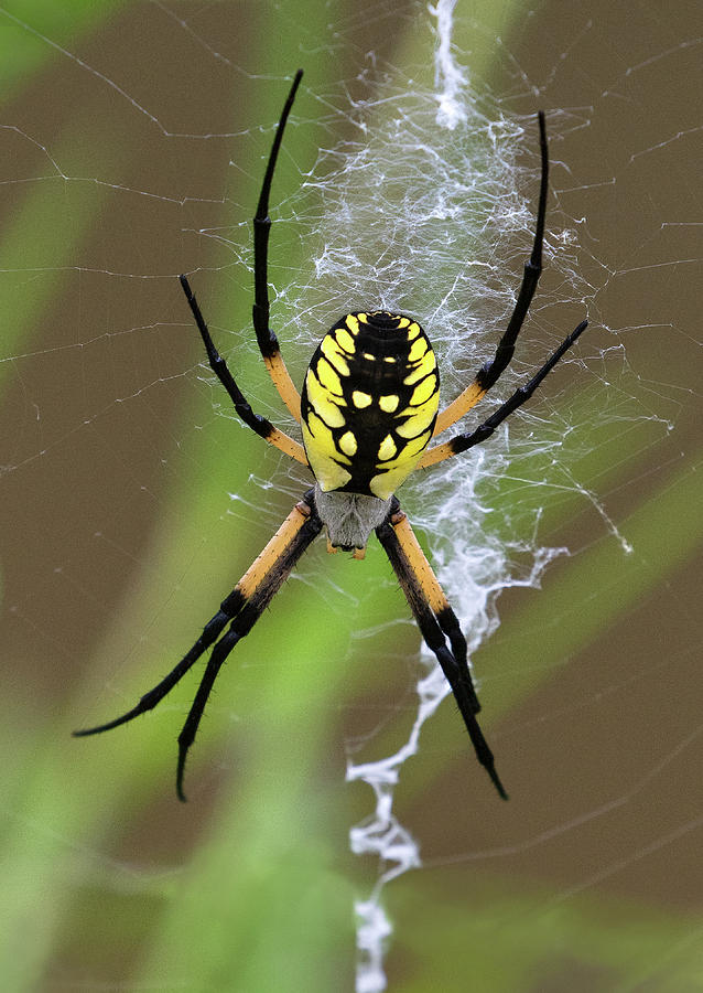 Golden Garden Spider Photograph by Art Cole