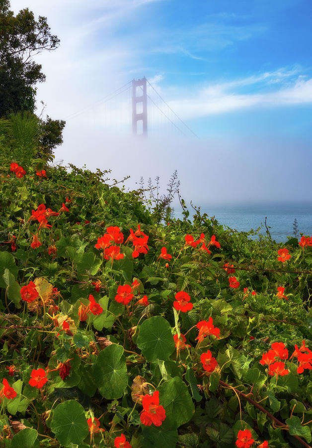 San Francisco Photograph - Golden Gate Blooms by Darren White