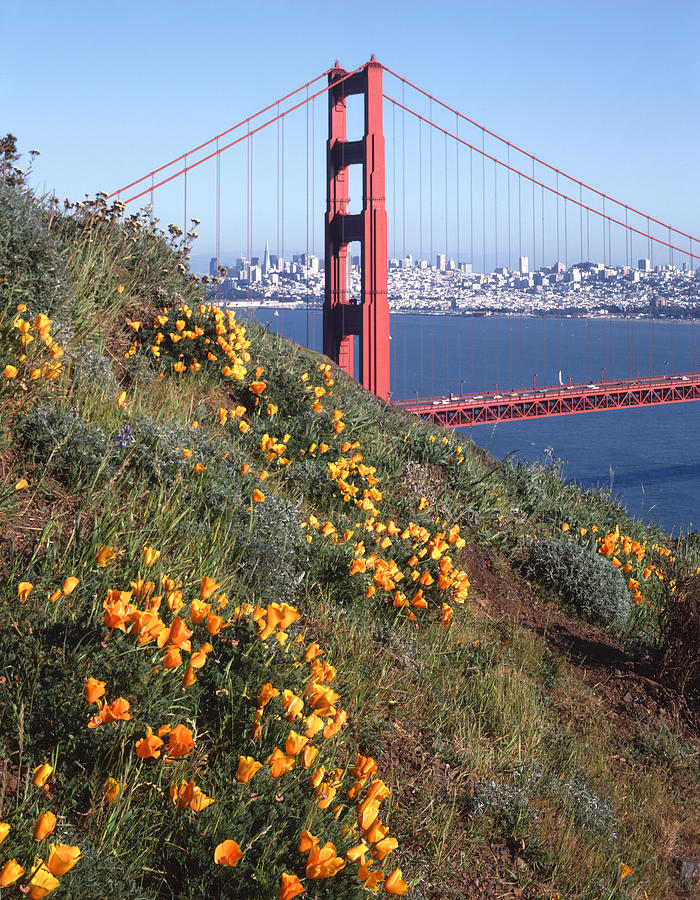 2A6X94-Golden Gate Bridge and Poppies  Photograph by Ed  Cooper Photography