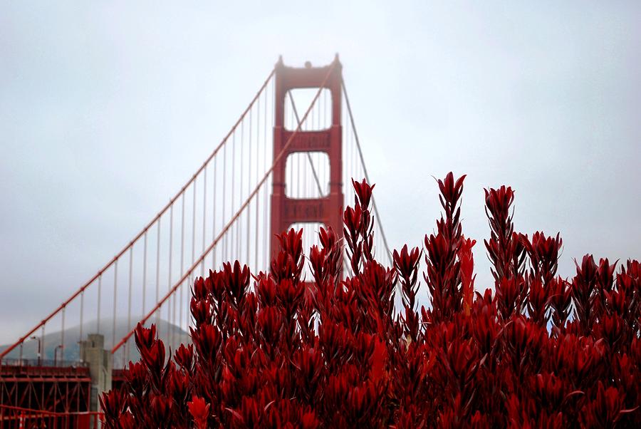 Golden Gate Bridge Photograph - Golden Gate Bridge Red Flowers by Matt Quest