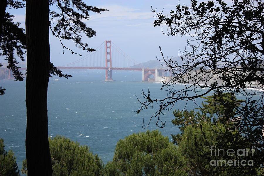Golden Gate Bridge through the Trees Photograph by Carol Groenen