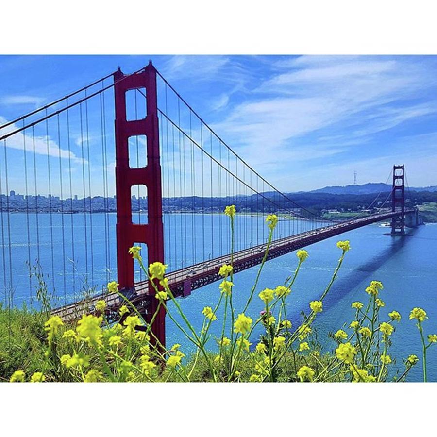 Flower Photograph - Golden Gate Flowers

#mysf #mywalks by Jennifer D