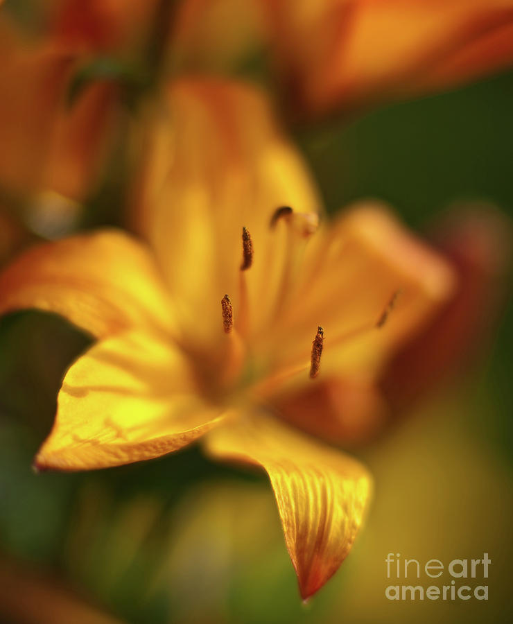 Golden Gazer Lily Photograph